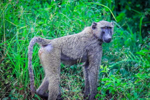 에티오피아 아프리카 삼림의 귀엽고 아누비스 원숭이 — 스톡 사진