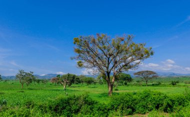 Omo Nehri Vadisi, Etiyopya 'nın Bulutlu Mavi Gökyüzünün Altındaki Yeşil Ağaçlar ve Dağlara Panoramik Görünüm