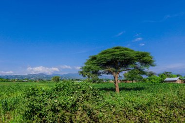 Omo Nehri Vadisi, Etiyopya 'nın Bulutlu Mavi Gökyüzünün Altındaki Yeşil Ağaçlar ve Dağlara Panoramik Görünüm