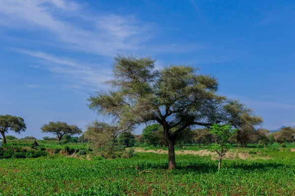 Panoramic View Green Trees Mountains Cloudy Blue Sky Omo River — Stock Photo, Image