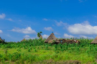Afrika Omo Nehri Vadisi, Etiyopya 'daki Yeşil Çimen ve Ağaçlar arasında Kabile Ahşap Konutlarına Panoramik Görünüm