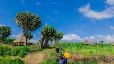 Afrika Omo Nehri Vadisi, Etiyopya 'daki Yeşil Çimen ve Ağaçlar arasında Kabile Ahşap Konutlarına Panoramik Görünüm
