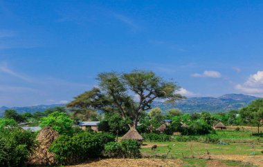 Afrika Omo Nehri Vadisi, Etiyopya 'daki Yeşil Çimen ve Ağaçlar arasında Kabile Ahşap Konutlarına Panoramik Görünüm