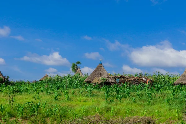 Afrika Omo Nehri Vadisi, Etiyopya 'daki Yeşil Çimen ve Ağaçlar arasında Kabile Ahşap Konutlarına Panoramik Görünüm