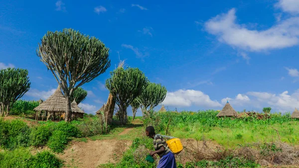 Afrika Omo Nehri Vadisi, Etiyopya 'daki Yeşil Çimen ve Ağaçlar arasında Kabile Ahşap Konutlarına Panoramik Görünüm