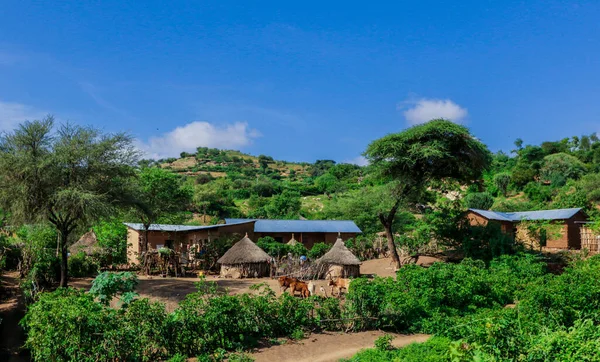Afrika Omo Nehri Vadisi, Etiyopya 'daki Yeşil Çimen ve Ağaçlar arasında Kabile Ahşap Konutlarına Panoramik Görünüm