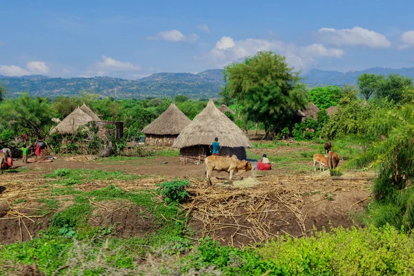 Afrika Omo Nehri Vadisi, Etiyopya 'daki Yeşil Çimen ve Ağaçlar arasında Kabile Ahşap Konutlarına Panoramik Görünüm
