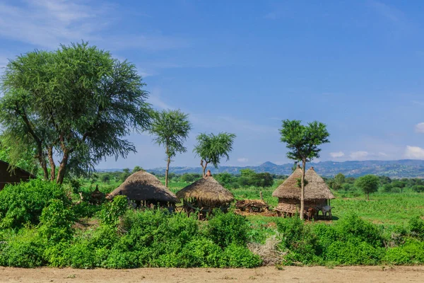 Afrika Omo Nehri Vadisi, Etiyopya 'daki Yeşil Çimen ve Ağaçlar arasında Kabile Ahşap Konutlarına Panoramik Görünüm