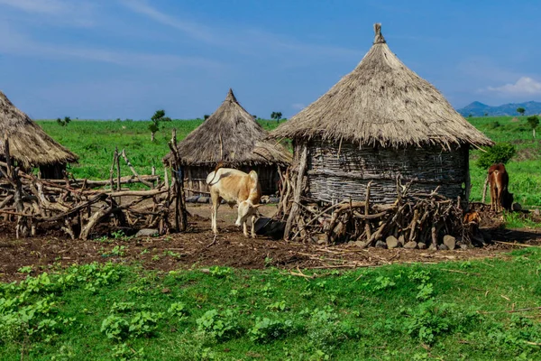 Afrika Omo Nehri Vadisi, Etiyopya 'daki Yeşil Çimen ve Ağaçlar arasında Kabile Ahşap Konutlarına Panoramik Görünüm