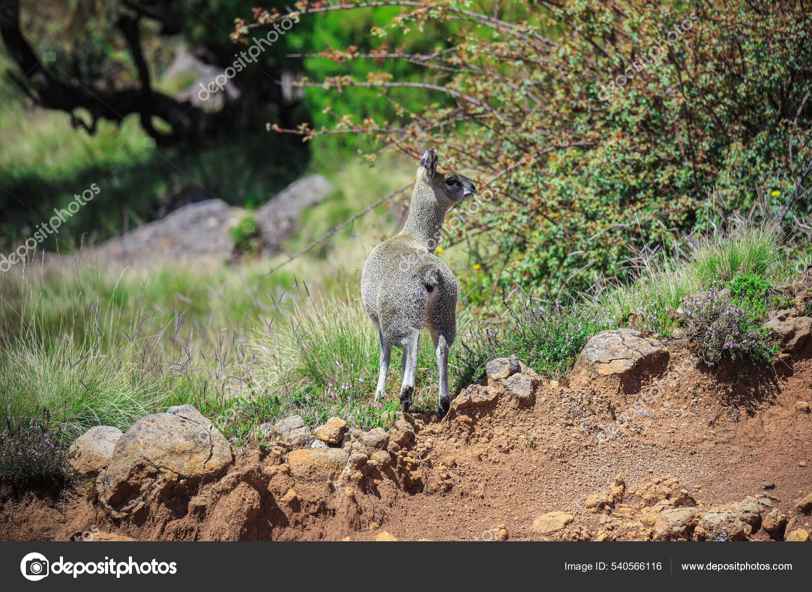 Cute Small Antelope Klipspringer Jumping Simien Mountains Gondar Ethiopia  Stock Photo by ©DavePrimov 540566116