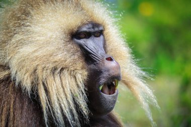 Close up portraits of Endemic Gelada Baboons, also called bleeding-heart monkey, living in the Ethiopian Highlands only, Simien Mountains, Northern Ethiopia 