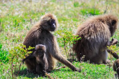 Endemic Gelada Baboons, also called bleeding-heart monkey, eating green grass in the Simien Mountains, Northern Ethiopia 