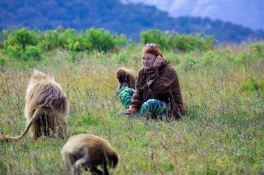 Endemic Gelada Baboons, also called bleeding-heart monkey, eating green grass in the Simien Mountains, Northern Ethiopia 