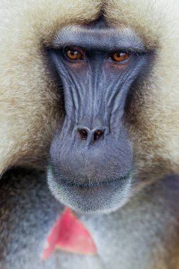 Close up portraits of Endemic Gelada Baboons, also called bleeding-heart monkey, living in the Ethiopian Highlands only, Simien Mountains, Northern Ethiopia 