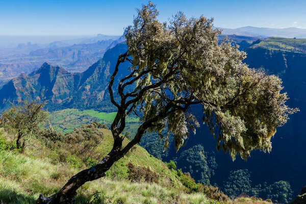 Amazing View to the Various Trees in the Simien Mountains Green Valley under Blue Sky near Gondar, Northern Ethiopia