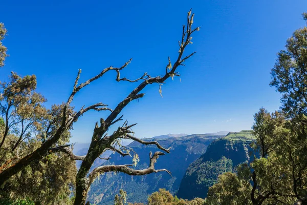 Amazing View Various Trees Simien Mountains Green Valley Blue Sky — Fotografia de Stock