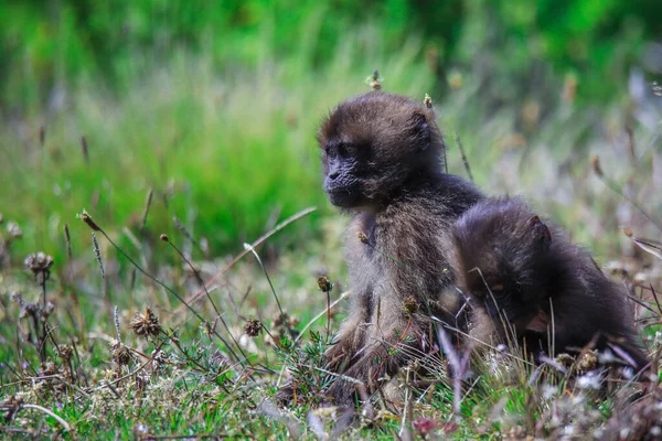 Pictures Endemic Gelada Baboon Baby Also Called Bleeding Heart Monkey — стокове фото