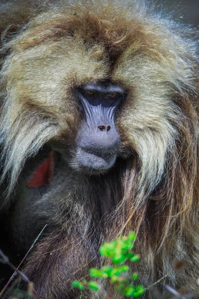 Close Portraits Endemic Gelada Baboons Also Called Bleeding Heart Monkey — Stockfoto