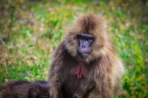 Endemic Gelada Baboons Also Called Bleeding Heart Monkey Eating Green —  Fotos de Stock