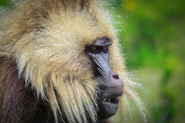 Close Portraits Endemic Gelada Baboons Also Called Bleeding Heart Monkey — стоковое фото