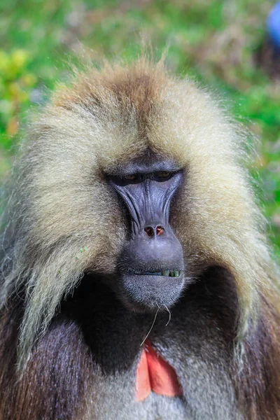 Close Portraits Endemic Gelada Baboons Also Called Bleeding Heart Monkey — Stockfoto