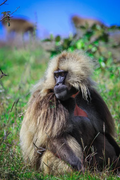 Endemic Gelada Baboons Also Called Bleeding Heart Monkey Eating Green — стоковое фото