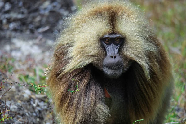 Endemic Gelada Baboons Also Called Bleeding Heart Monkey Eating Green — Stockfoto