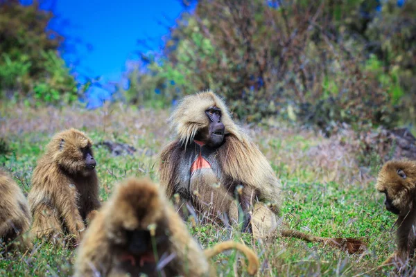 エンデミック ゲラダ バブーンズ Endemic Gelada Babons エチオピア北部のシミエン山脈で緑の草を食べる 出血心猿とも呼ばれる — ストック写真
