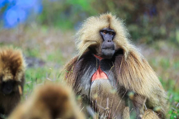 Endemic Gelada Baboons Also Called Bleeding Heart Monkey Eating Green — стоковое фото