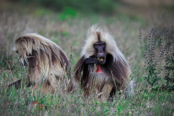 Endemic Gelada Baboons Also Called Bleeding Heart Monkey Eating Green — стоковое фото