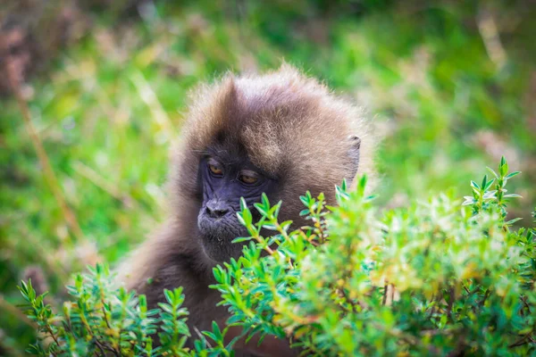 Endemic Gelada Baboons Also Called Bleeding Heart Monkey Eating Green — стокове фото