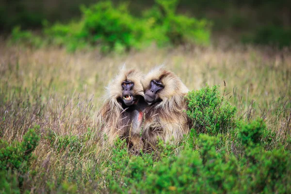 Ендемік Гелада Бабуонс Gelada Baboons Також Відомий Мавпа Кровотечі Споживає — стокове фото