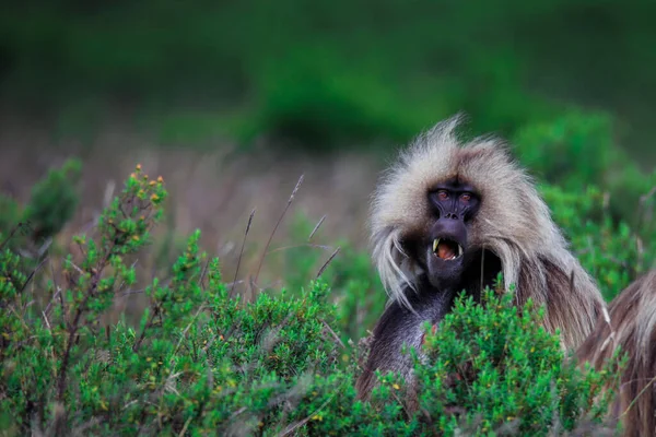 Endemic Gelada Baboons Also Called Bleeding Heart Monkey Eating Green —  Fotos de Stock