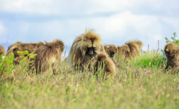 Large Group Endemic Gelada Baboons Also Called Bleeding Heart Monkey — стокове фото