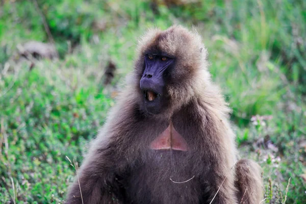Endemic Gelada Baboons Also Called Bleeding Heart Monkey Eating Green — Stockfoto