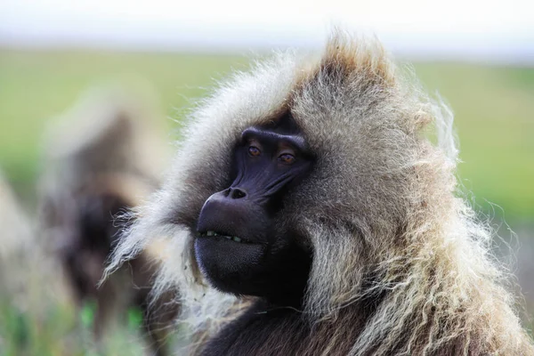 Close Portraits Endemic Gelada Baboons Also Called Bleeding Heart Monkey — стоковое фото