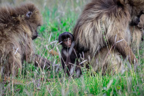 Фотографії Ендеміка Gelada Baboon Baby Також Називають Мавпою Кровотечі Яка — стокове фото