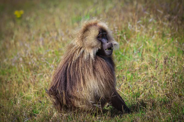 Endemic Gelada Baboons Also Called Bleeding Heart Monkey Eating Green — стоковое фото