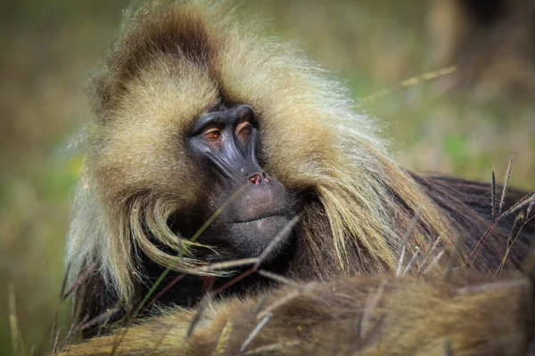 Close Portraits Endemic Gelada Baboons Also Called Bleeding Heart Monkey — стокове фото