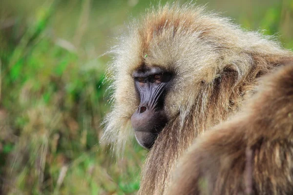 Close Portraits Endemic Gelada Baboons Also Called Bleeding Heart Monkey — Stockfoto