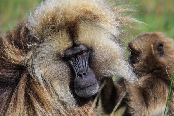 Close Portraits Endemic Gelada Baboons Also Called Bleeding Heart Monkey — Stockfoto