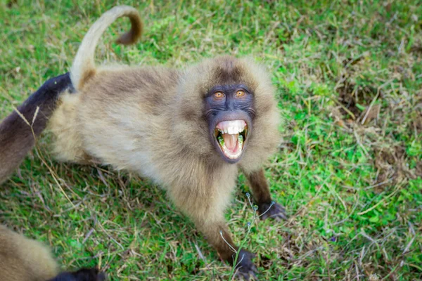 Retratos Cerca Los Babuinos Endémicos Gelada También Llamados Monos Corazón —  Fotos de Stock