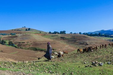 Gondar, Etiyopya - 01 Aralık 2020: Zavallı Shepherd Simien Dağları Yeşil Vadisi 'nde keçileri otlatıyor