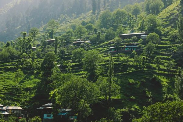 Pakistan Dağlarındaki Yeşil Orman Kayalıklarında Geleneksel Evler, Gilgit - Baltistan, Pakistan