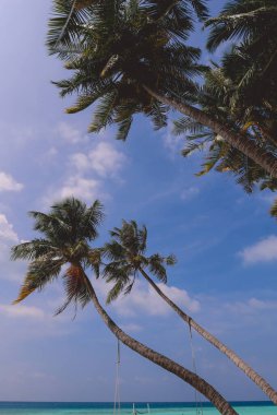 Paradise View to the Palm Trees with the Blue Sky on the Maafushi Island, Maldivler