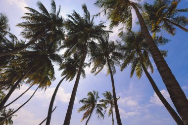 Paradise View to the Palm Trees with the Blue Sky on the Maafushi Island, Maldivler
