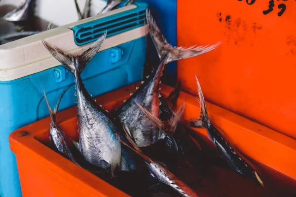 Ολόκληρα Φρέσκα Ψάρια Τόνου Και Κόκκινο Snapper Στην Κεντρική Αγορά — Φωτογραφία Αρχείου