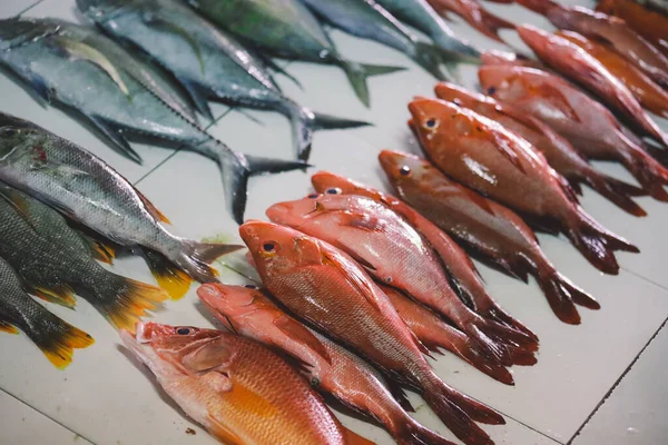Ολόκληρα Φρέσκα Ψάρια Τόνου Και Κόκκινο Snapper Στην Κεντρική Αγορά — Φωτογραφία Αρχείου