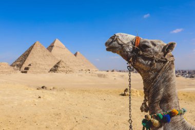 Antik Dünya 'nın Mucizelerinden biri için şaşırtıcı bir manzara - Büyük Giza Piramitleri ile Develer ve Bedeviler, Mısır