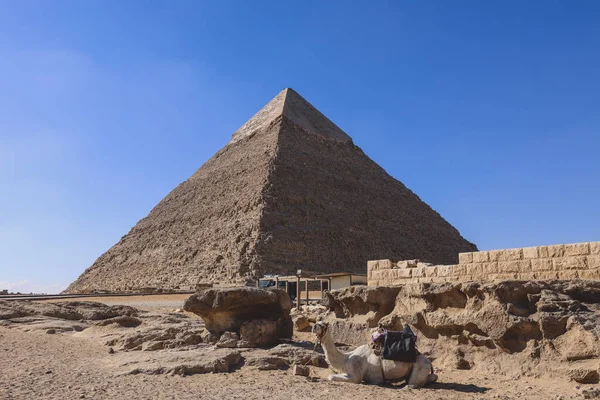 Дивовижний Погляд Чуда Стародавнього Світу Великі Піраміди Гізи Верблюдами Бедуїнами — стокове фото